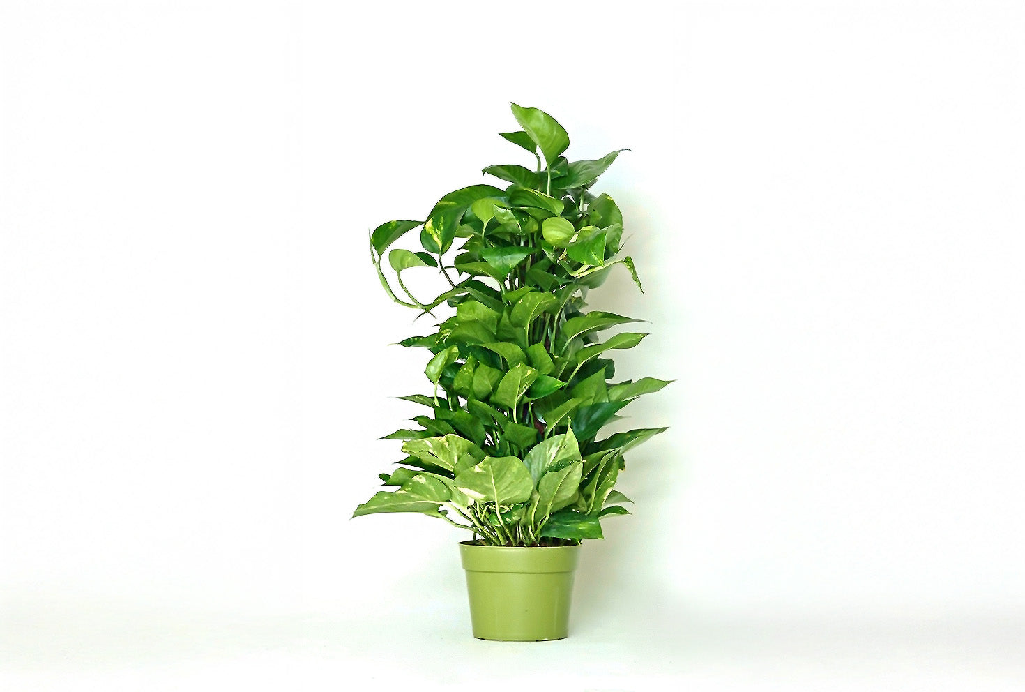 golden pothos pole Golden Pothos with Moss Pole, Tall