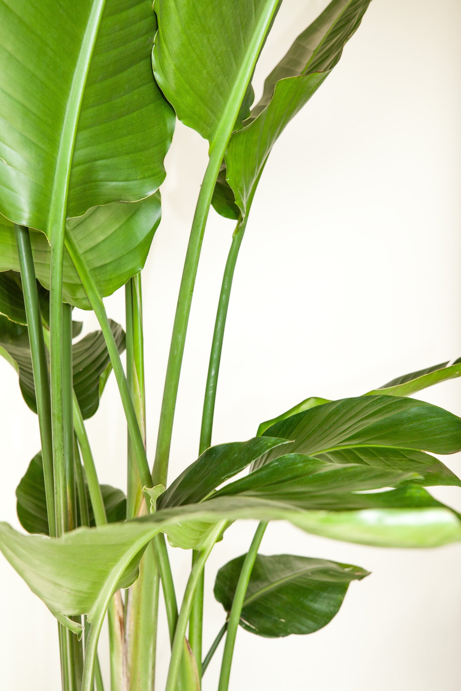 bird of paradise leaves