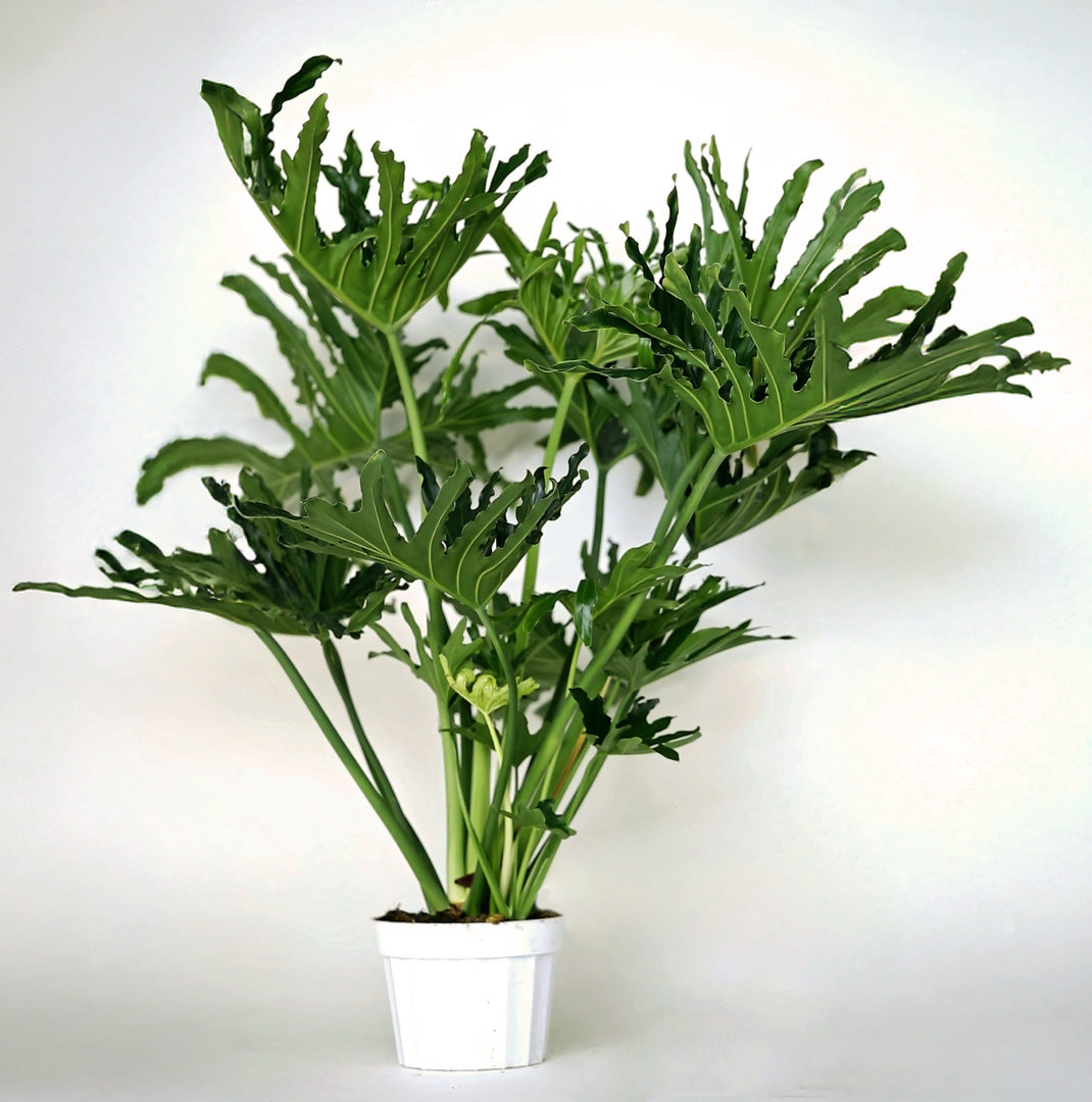 craigslist philodendron Philodendron 'Lickety Split' Live Plant, 8" Pot