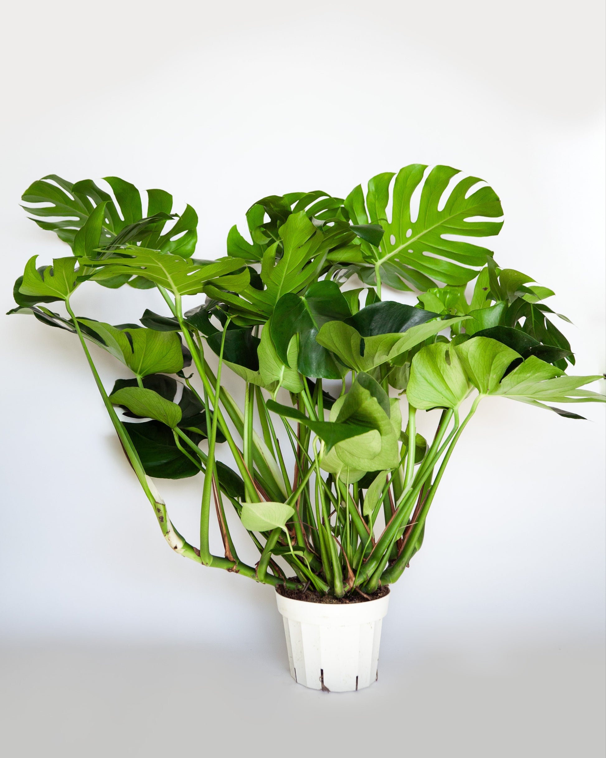 Monstera Plant in 8" Pot