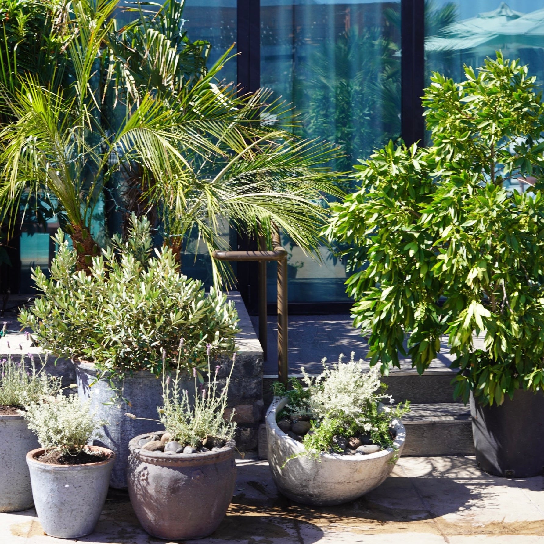 plant design / renovation for dream hollywood by goodroots