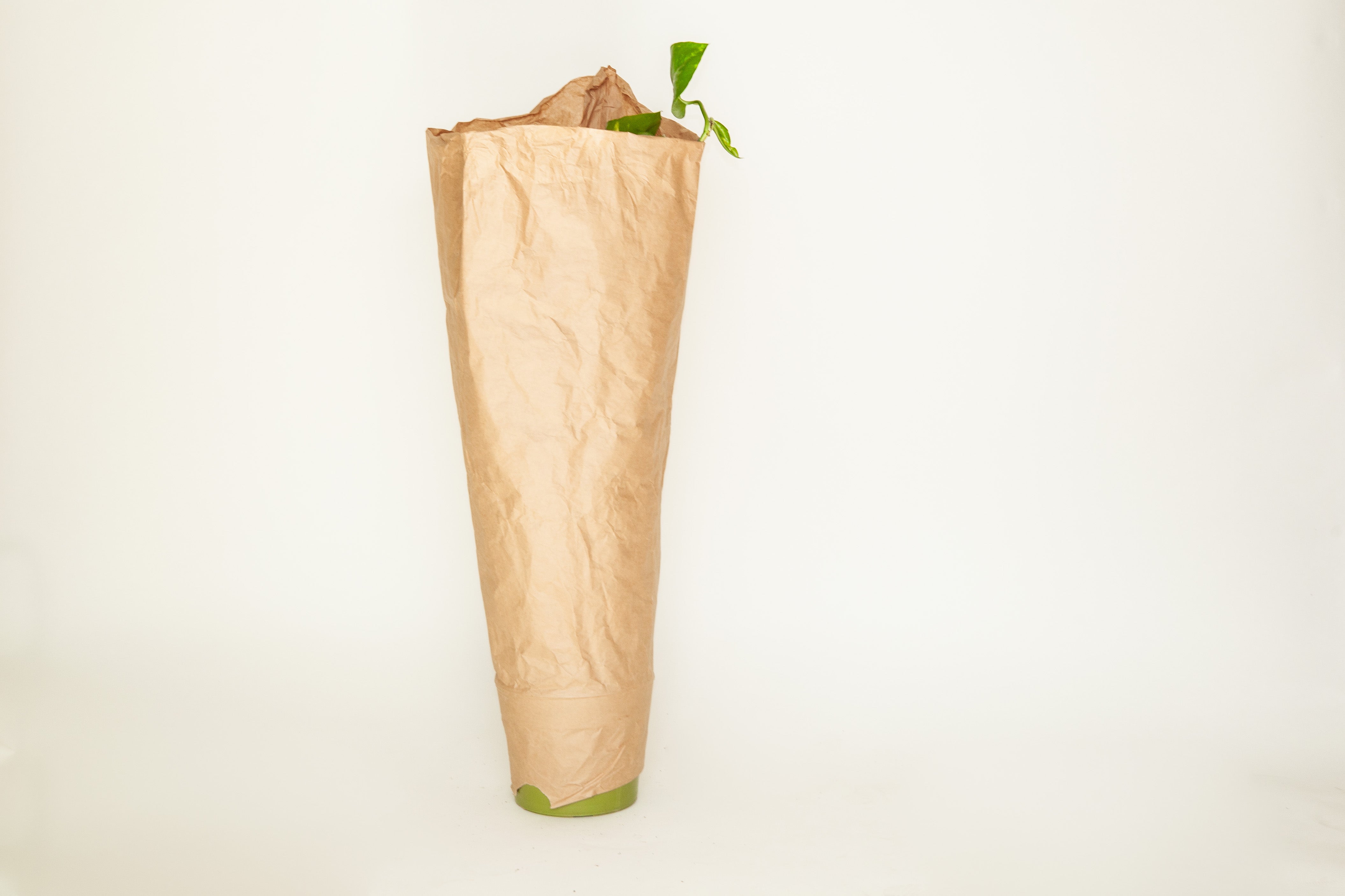 golden pothos pole Golden Pothos with Moss Pole, Tall