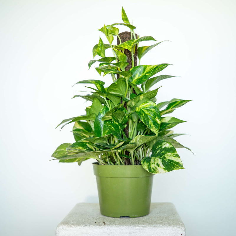 Pothos Care Guide