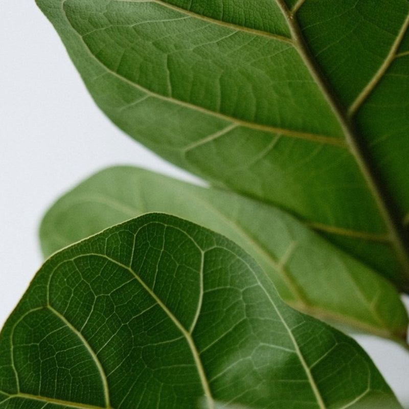 Fiddle Leaf Fig Care Guide