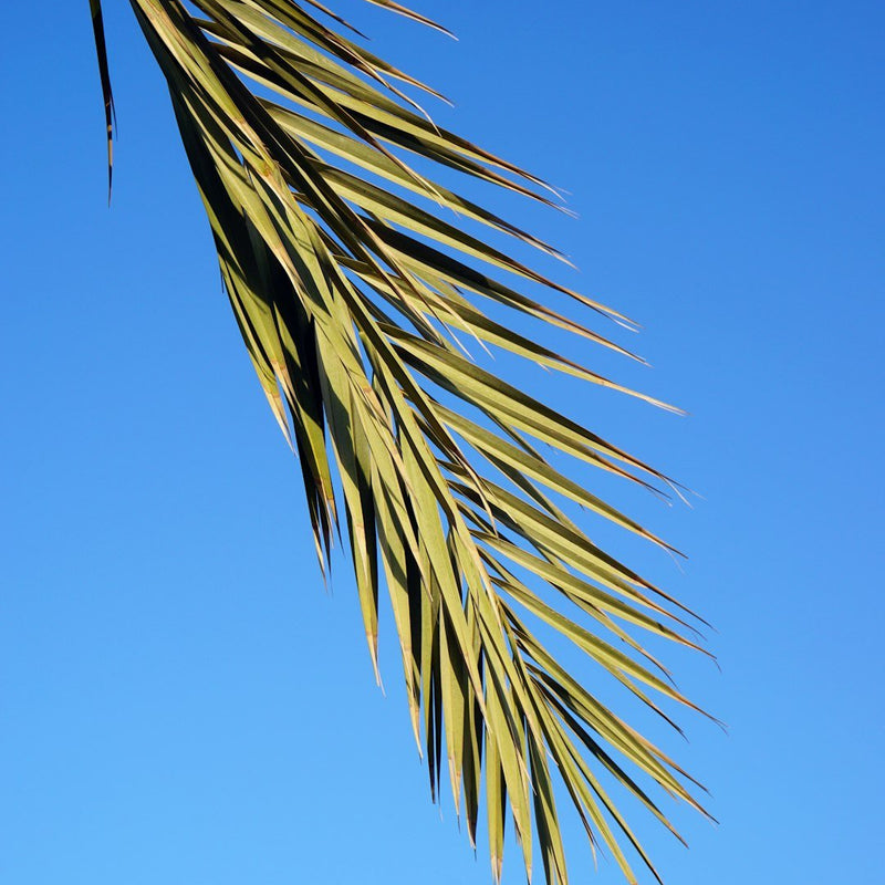 Date Palm Care Guide