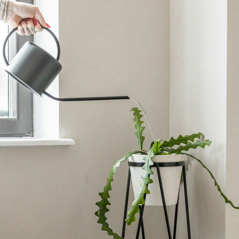 Overwatering vs. Underwatering (with treatment options)