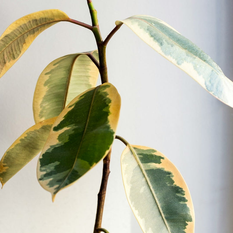 Council Tree Care Guide