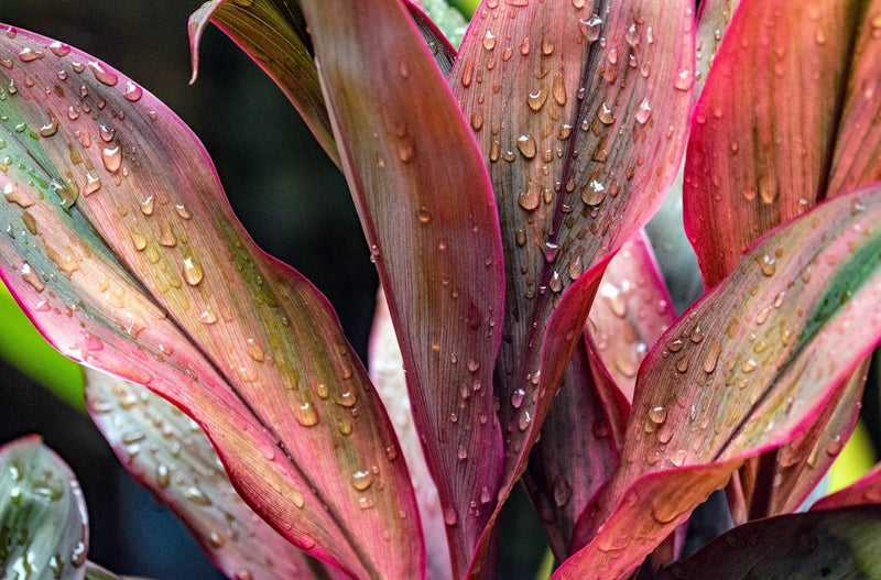 Hawaiian Ti Plant Care Guide