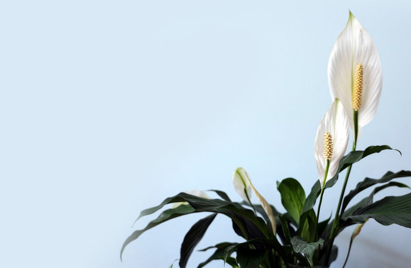 Peace Lily Care Guide
