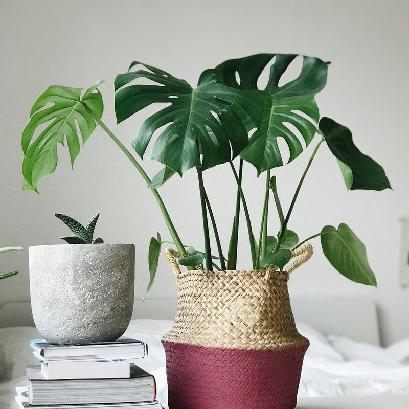 Monstera Care Guide