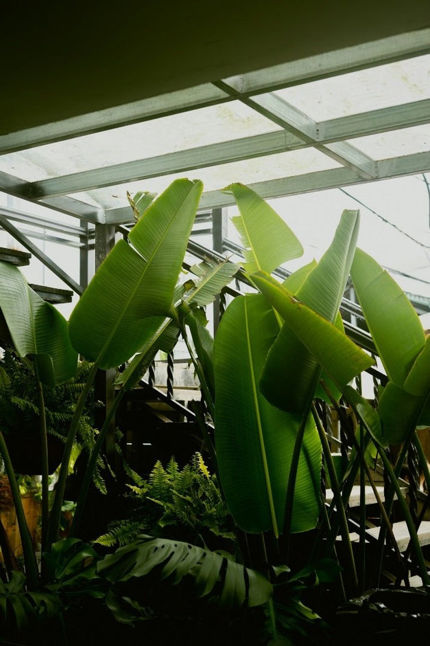 Birds of Paradise Care Guide
