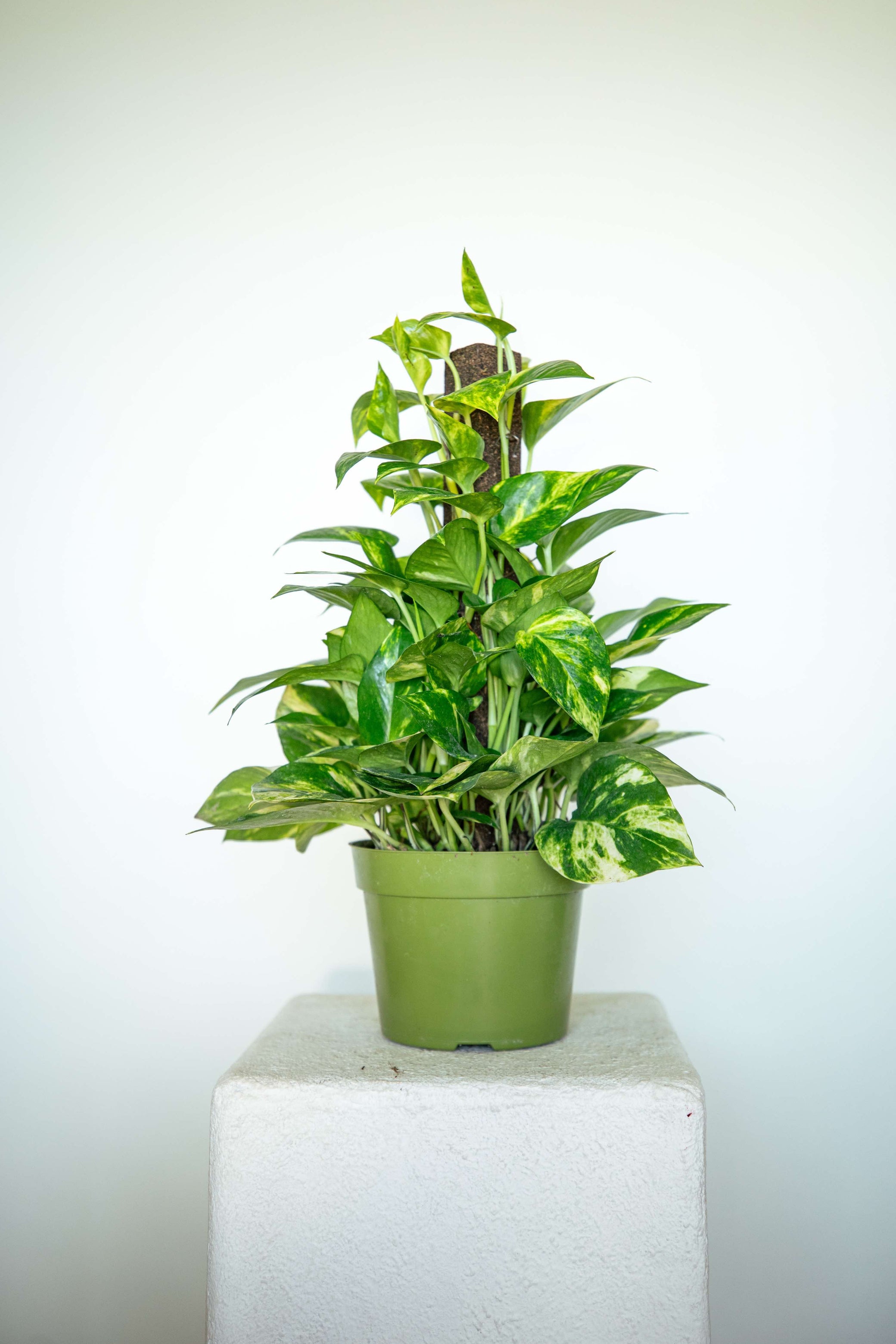 pothos plant pole Golden Pothos with Moss Pole, Small