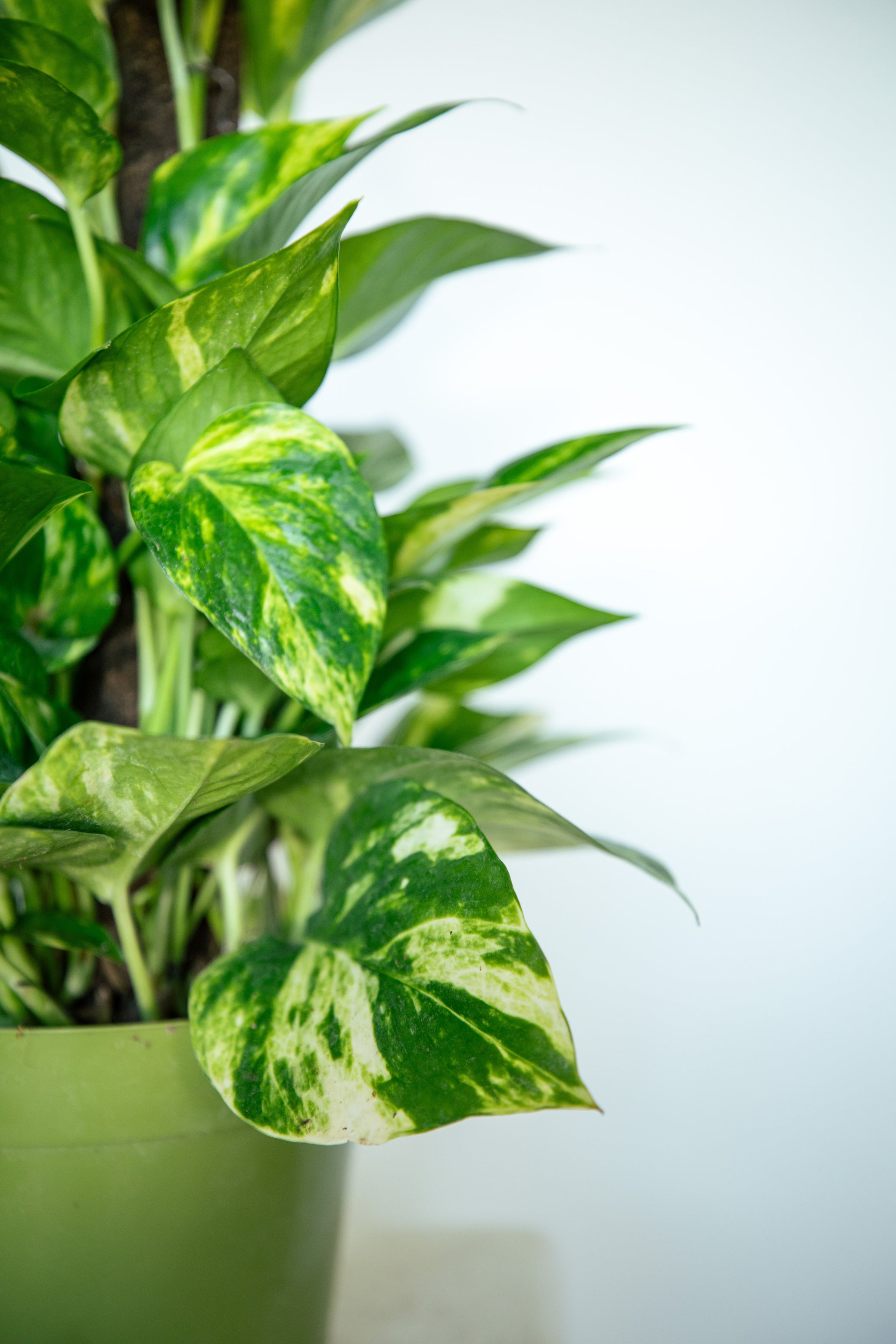 pothos pole Golden Pothos with Moss Pole, Small