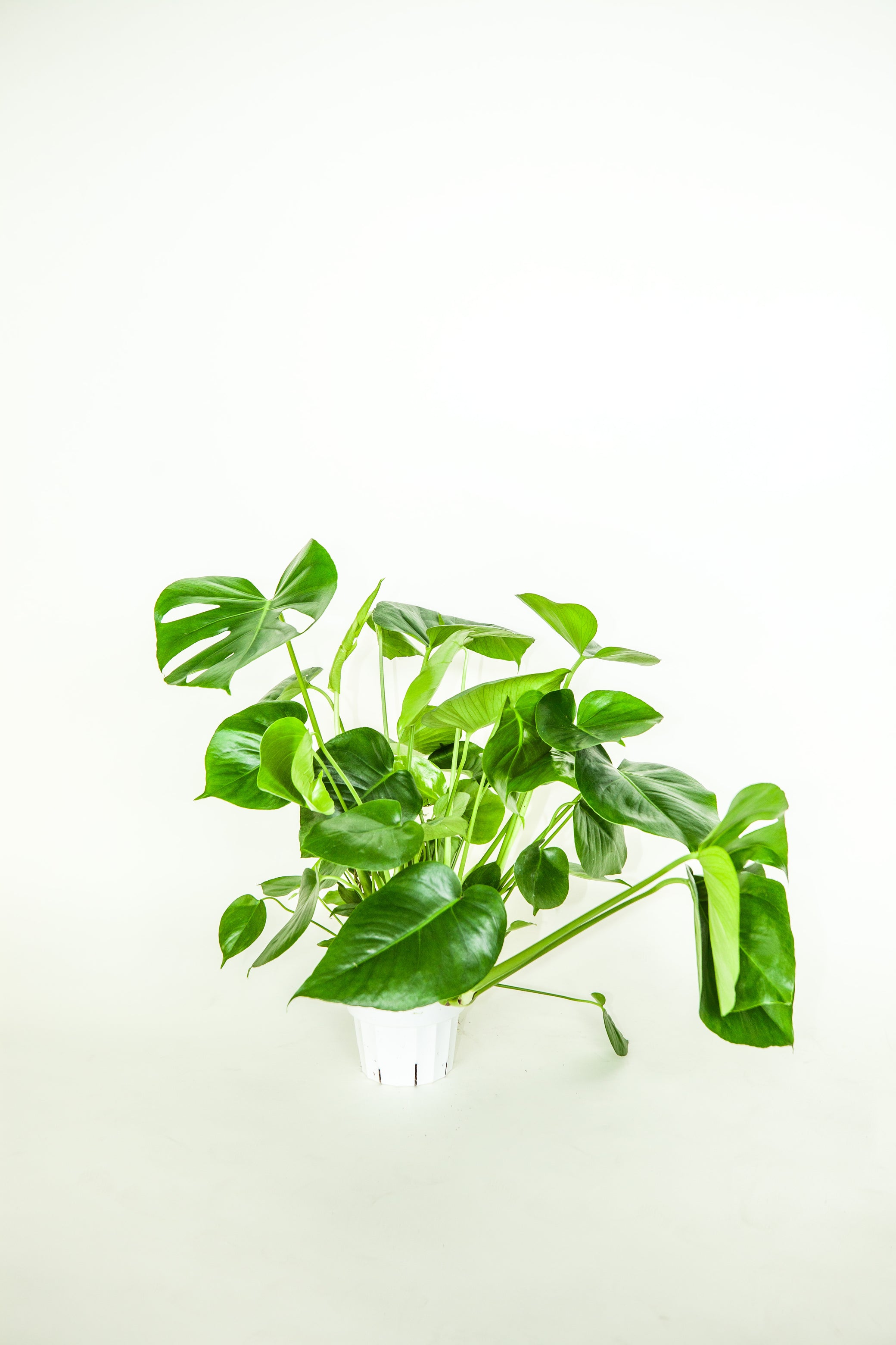 medium monstera plant Monstera (medium)