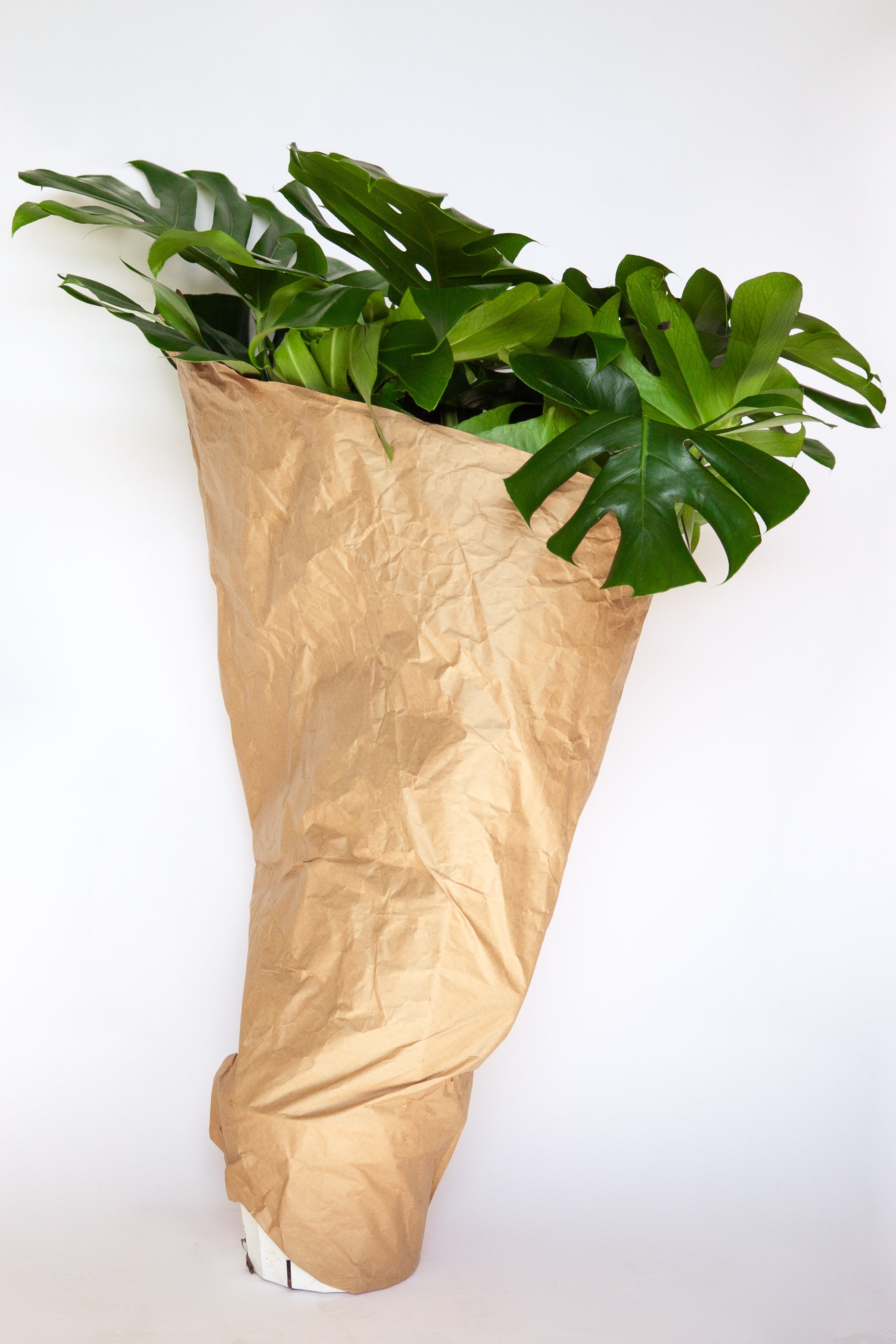 large monstera Monstera (large)