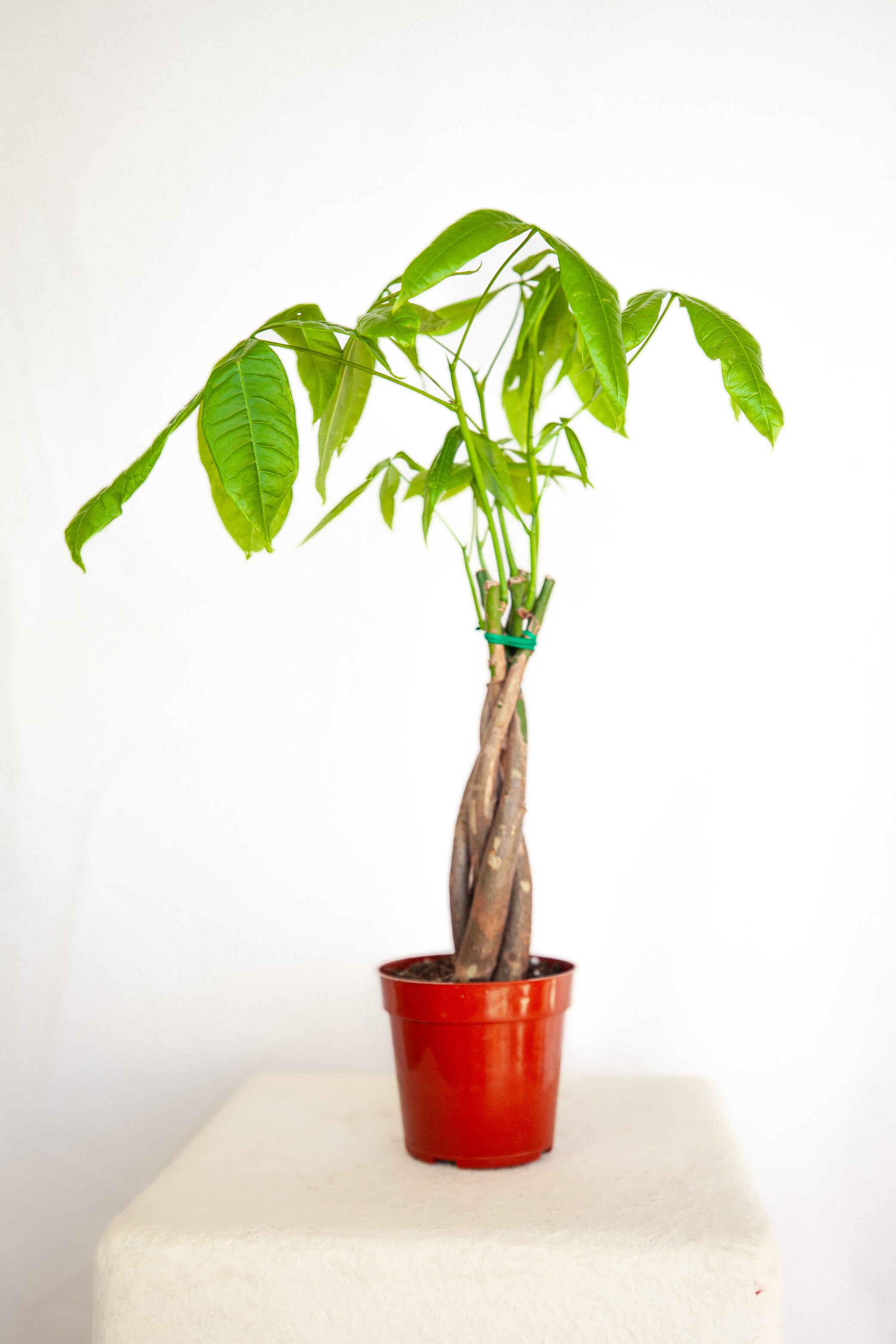 money tree plant braided Braided Money Tree