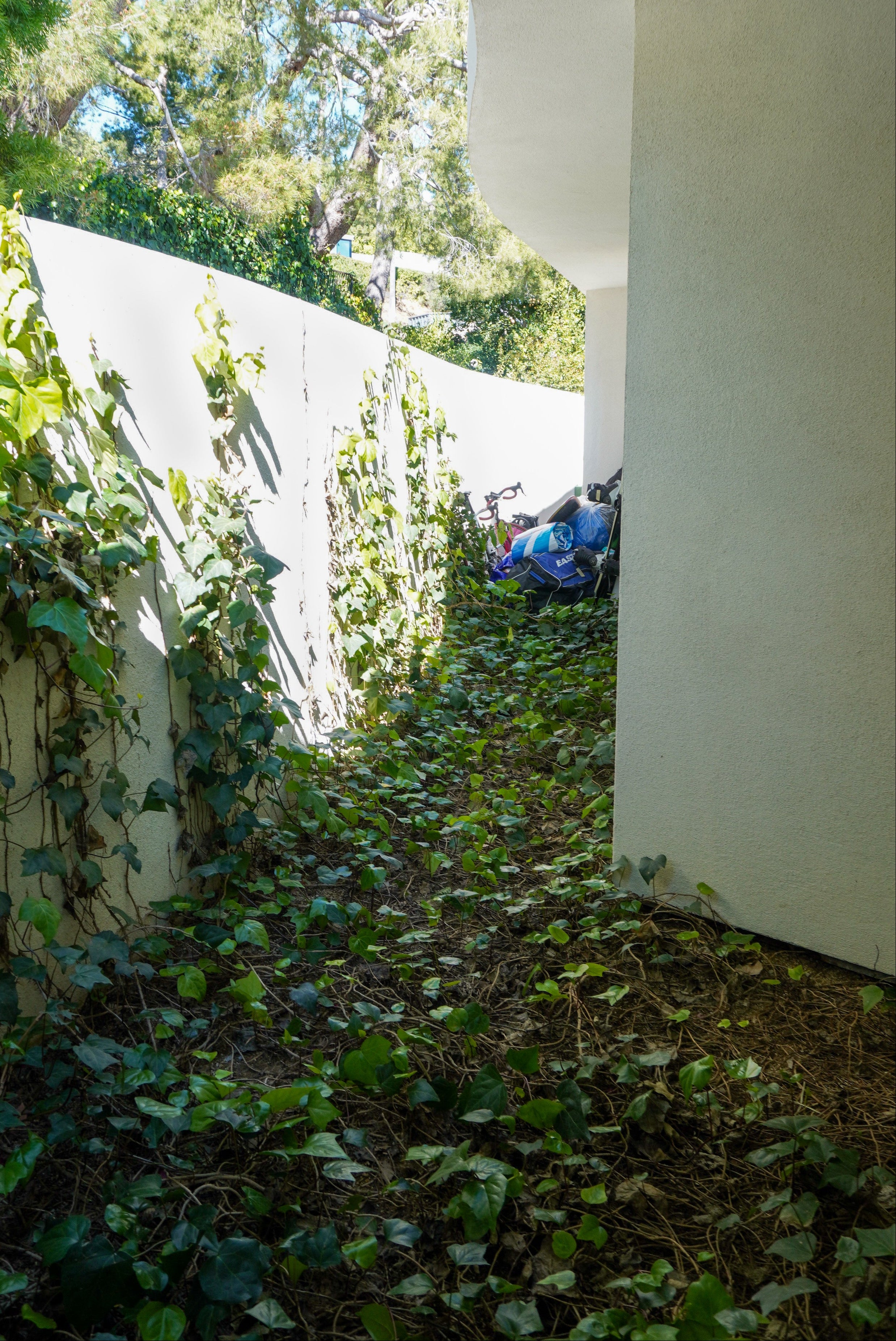 ivy overgrowth in patio
